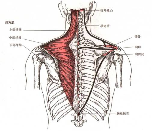 上交叉综合症的康复治疗策略