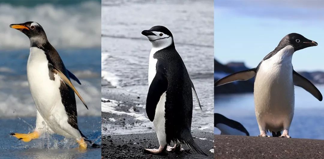 左起:金图企鹅,帽带企鹅,阿德利企鹅