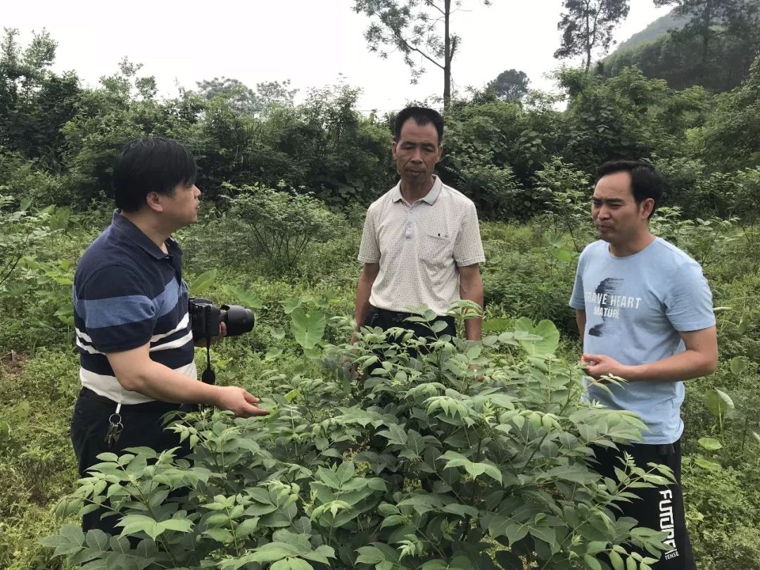 果遂镇人口_人口普查(2)
