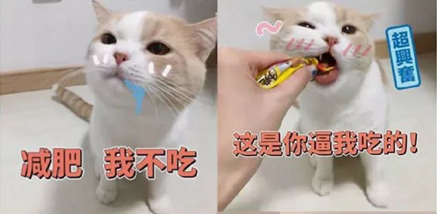 橘猫·表情包:减肥,我不吃,别逼我,主人:委屈,看着好心酸!