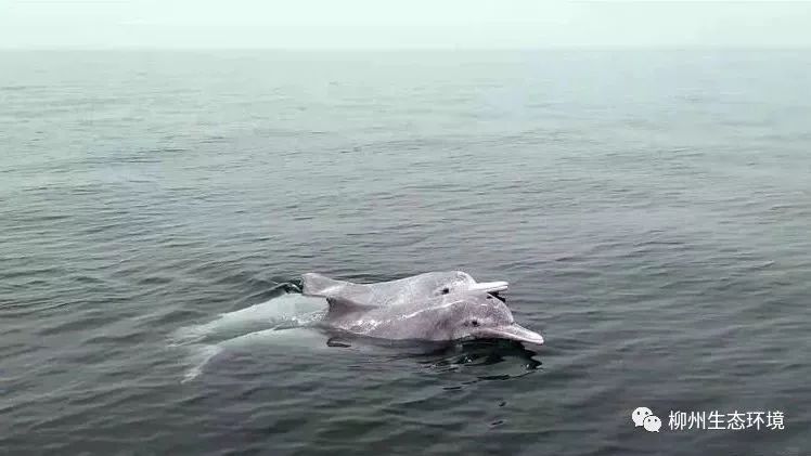 广西滨海旅游胜地,近海能看鲸鱼白海豚