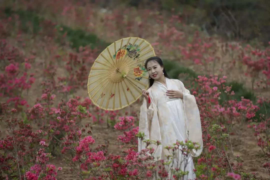 莱州人身边绽放杜鹃花海!景美人更美