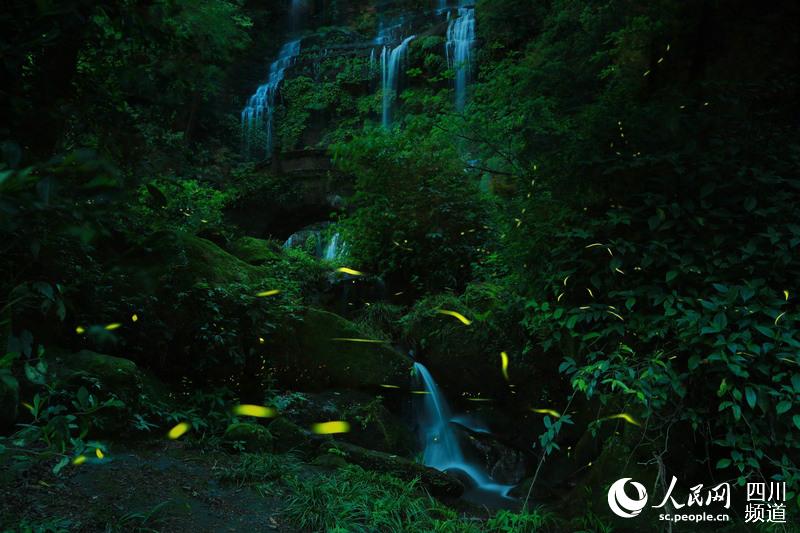 初夏夜之梦 五一去邛崃天台山看靓丽萤火虫