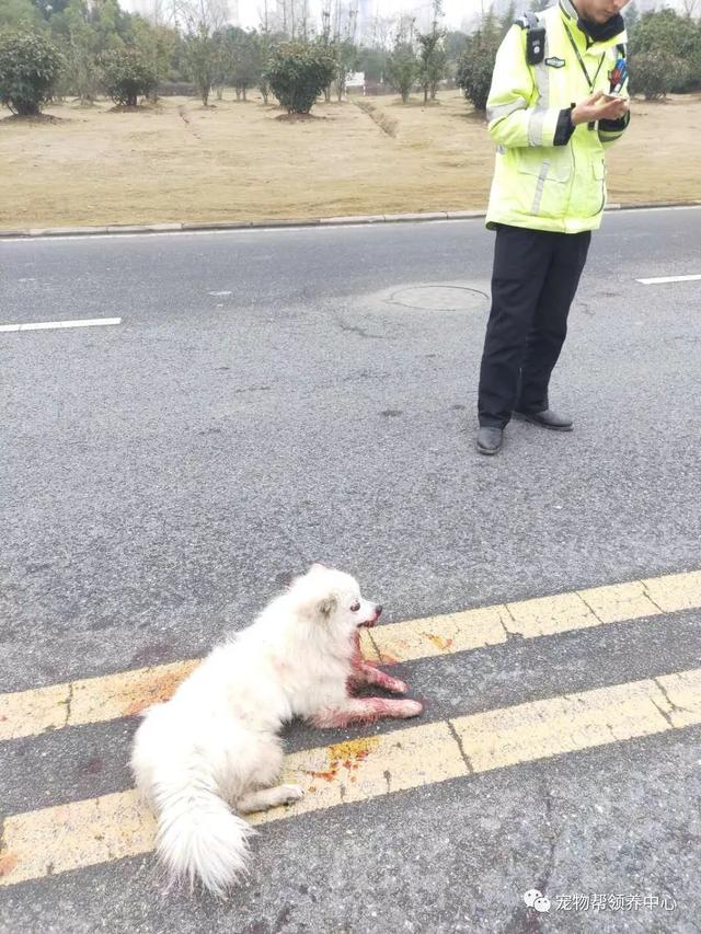 狗狗润玉就是车祸的受害者,它也许曾经是谁家的小宝贝,浑身雪白,眼睛