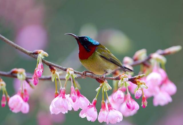 什么语花香成语_鸟语花香图片(2)