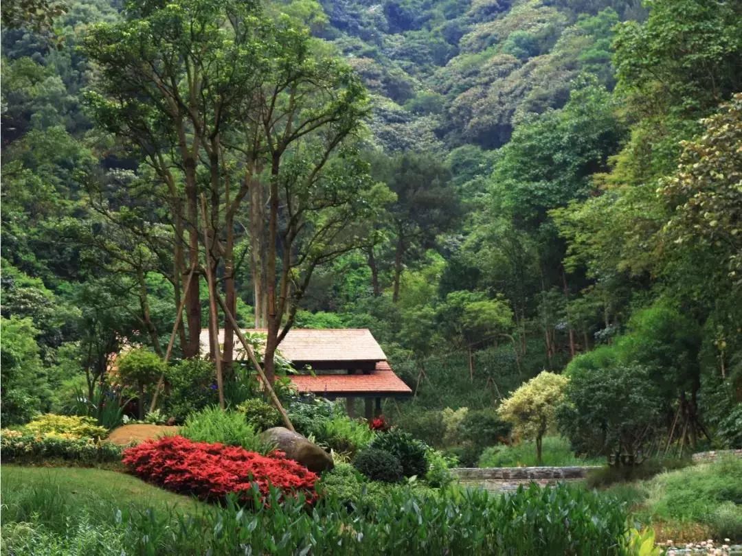 城·启丨共建高峰森林公园,棕榈股份助推广西森林旅游