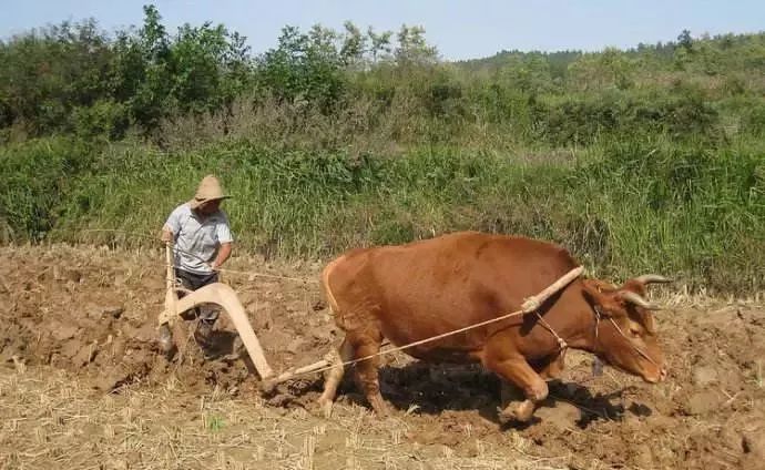 像著名诗人臧克家就写过一首名为《老黄牛》诗: 「块块荒田水和泥