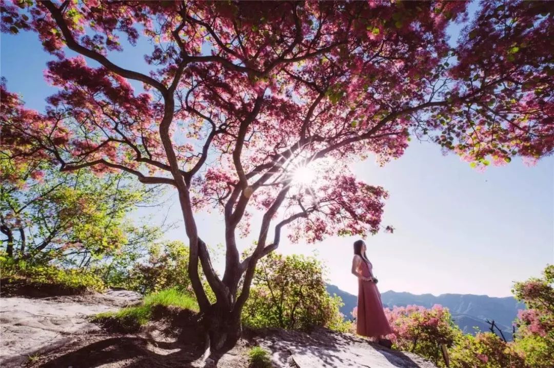 五一去哪玩?延庆世园会盛大开幕、10万株黄栌