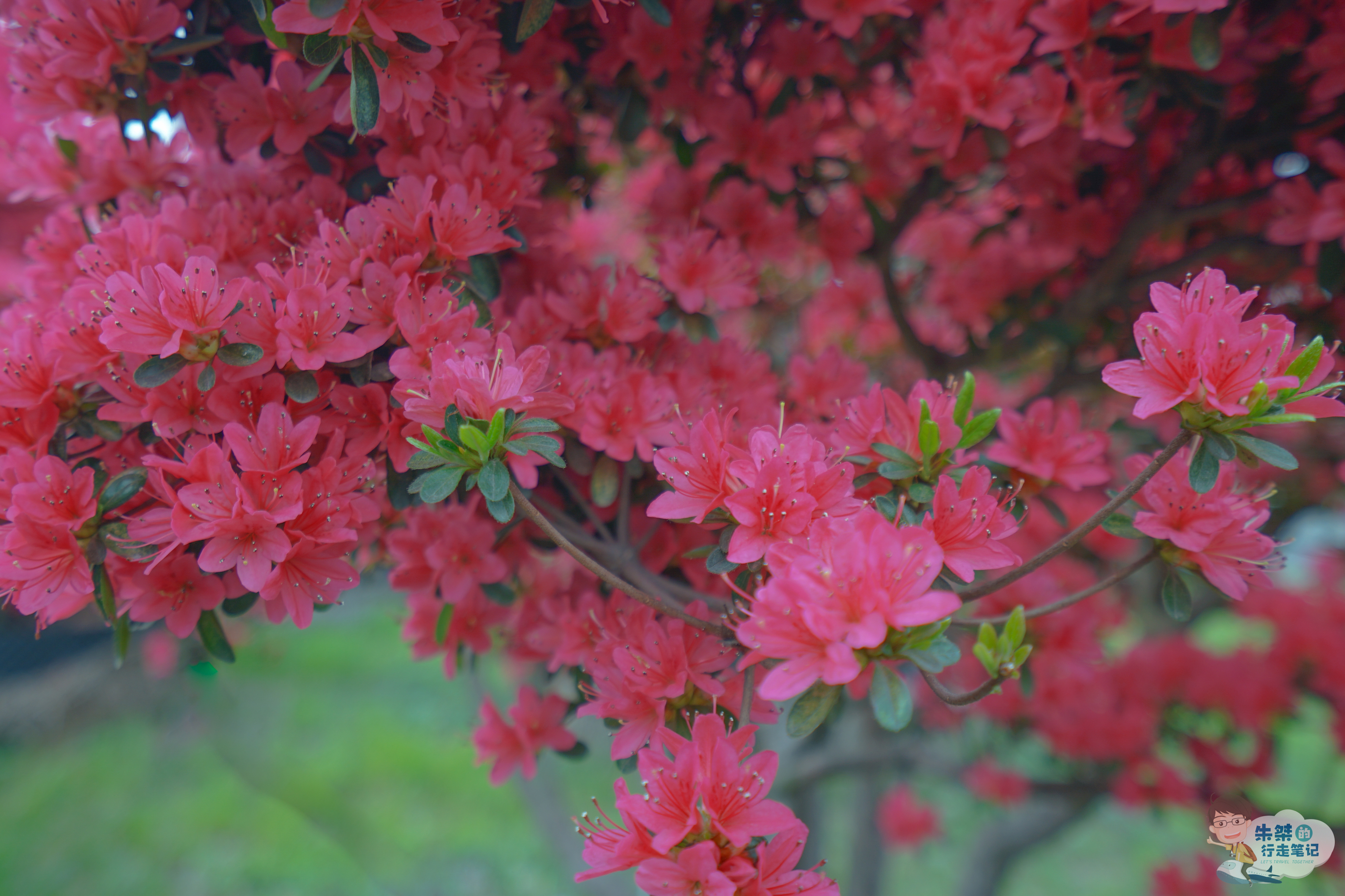 中国精品杜鹃藏品最多的花园,500年杜鹃花王花开时