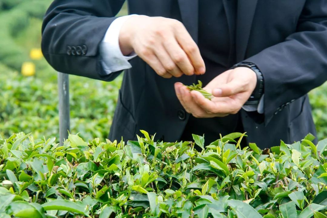 茶树品种默默讲述着福州茉莉花茶的生长足迹这块位于高山之上的绿色