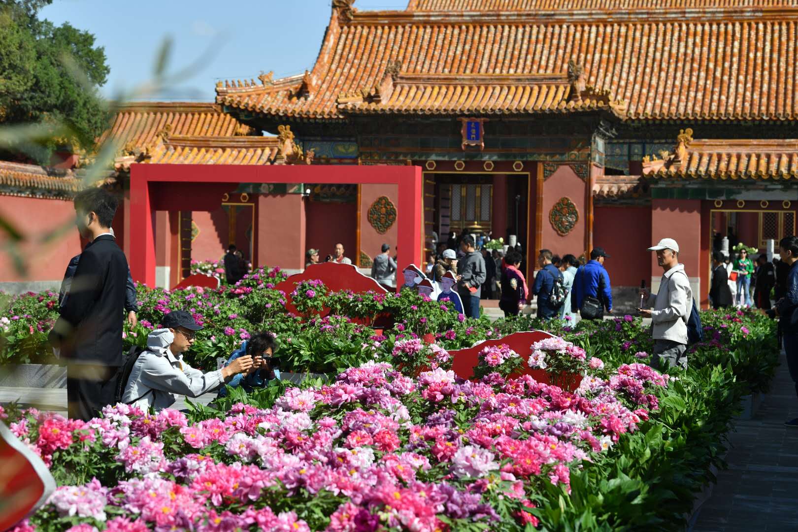 70种菏泽牡丹盛开在慈宁宫区域,长信门广场和慈宁宫花园.