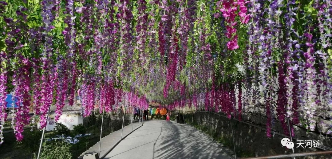 五一万人涌向天河口草莓园,又一网红打卡地,动物世界,花海长廊.