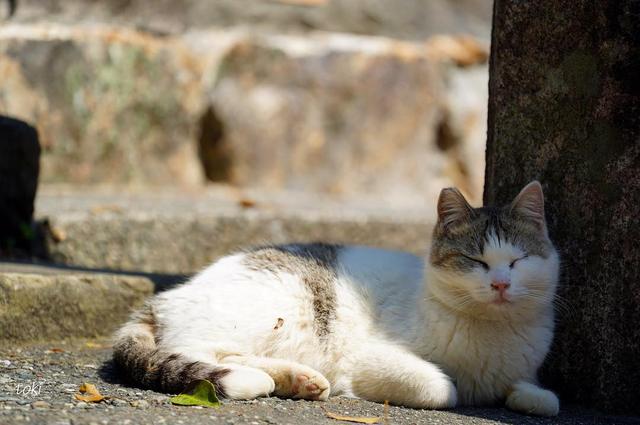 怎么检查猫有没有病毒 8d225faf0e02462382e1d83f0a68e1b1.jpeg