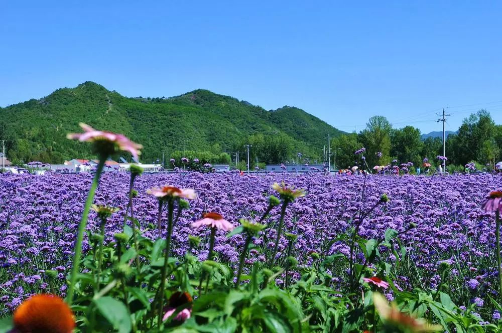 浔访水乡南浔(夜宿),石淙花海,特别安排自助小火锅