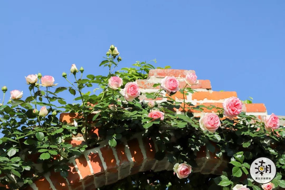 城西有一座"莫奈的花园",130亩玫瑰花海美成油画