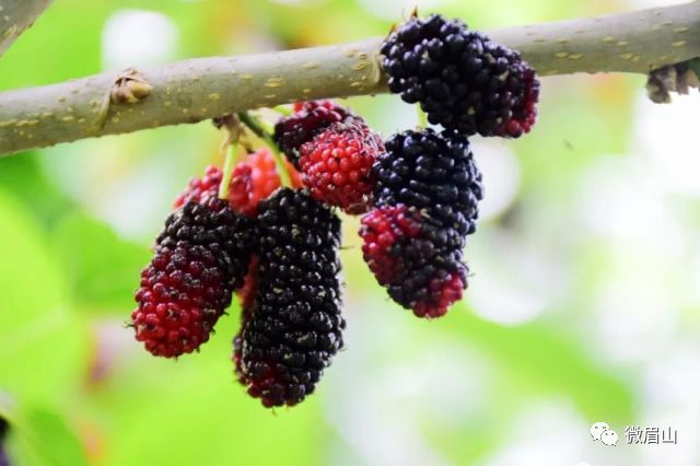 茉莉加桑葚 a87438a0a3b04f7e80950f75bb7a142c.jpeg