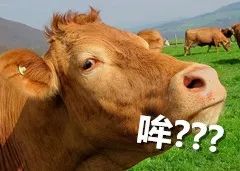 跟票贩子相爱相杀这么久，你知道他们为啥叫黄牛吗？