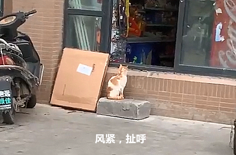 男子遇上鸳鸯大盗,没生气还蹲下摸摸头:你们来我家偷好不? 好吊色视频在线久久