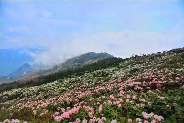 花海盛宴 秦岭5大高山杜鹃花海争相绽放,惊艳整个初夏时光!