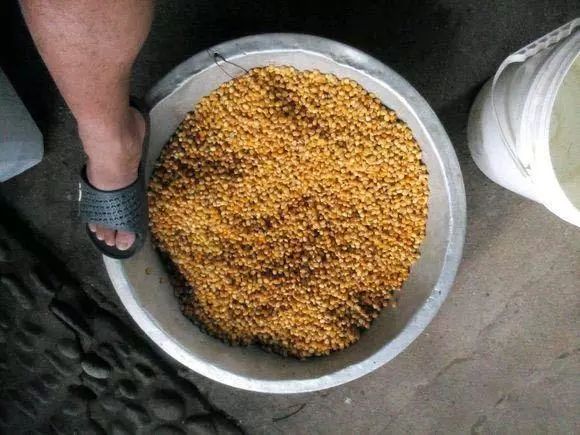 怎么样自制钓鱼饵料 b31ad56804074e3b8455bb0459a39dcb.jpeg