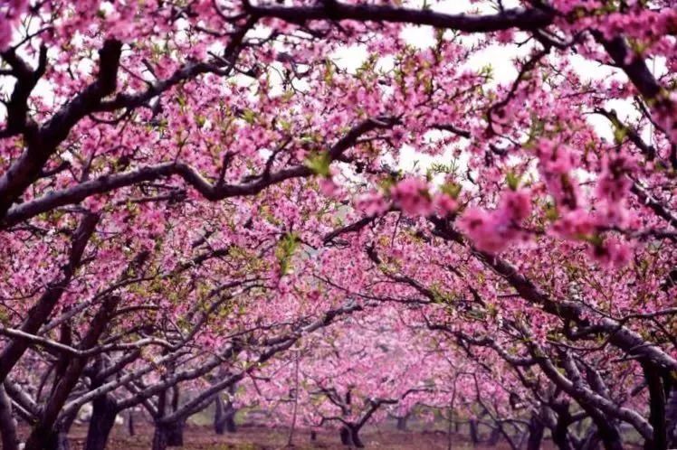 桃花岛上春风沉醉 千树万树四季芳菲 ▍内容来源:吉水墨潭桃花岛 返回