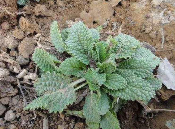 长相丑陋的癞蛤蟆草农村很常见,叶子能吃能入药市场价