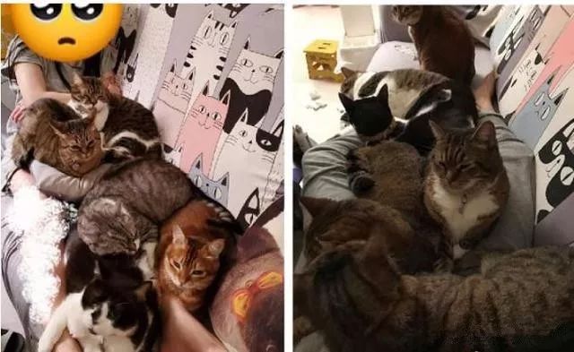 一坐沙发秒引一群猫群全腿覆盖,妈妈哭喊:脚麻了! 日本高清色情高清免费