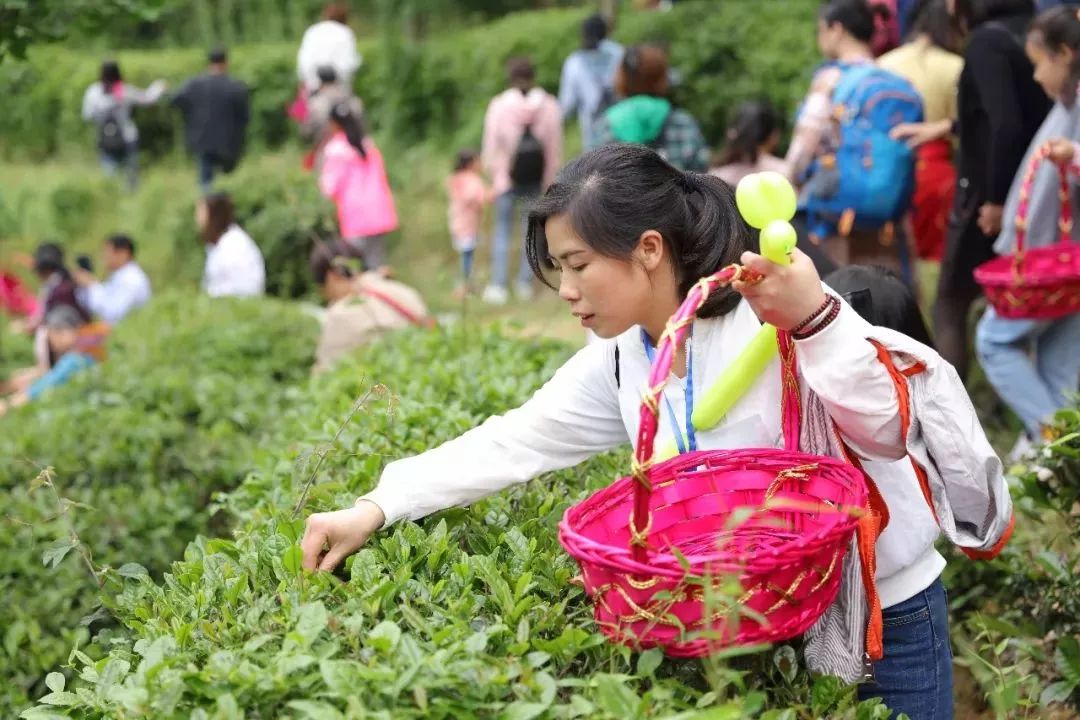 亲手体验采茶的乐趣