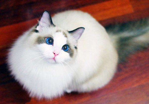 宠物猫热泪盈眶是被感动?布偶猫流泪怎么办 黄色成人电影