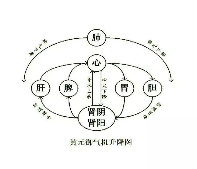 运化，胃主受纳，因此可以说脾胃是掌管了我们身体中部气机流通的枢纽。