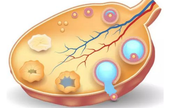 排卵期为什么没怀孕?先看看卵泡大小是否达到