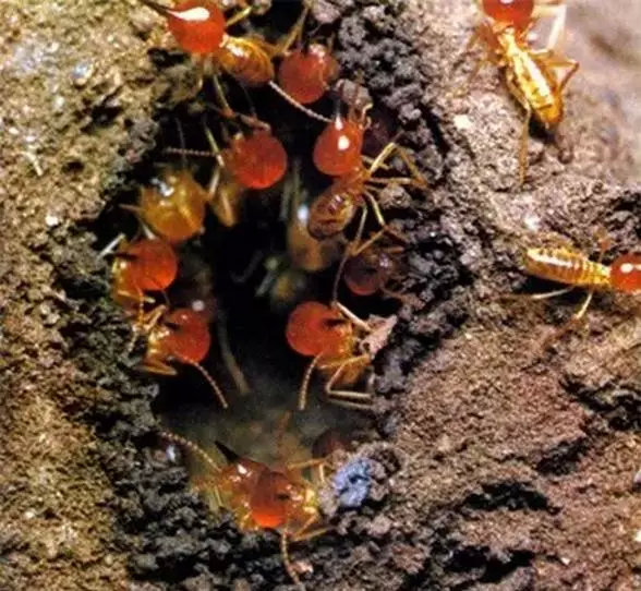 红火蚁有多可怕?
