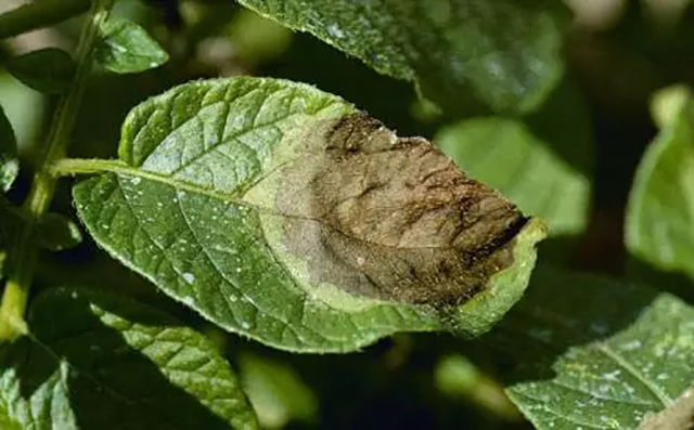 疱疹用什么中草药治疗最好 e923021d959a41f5acd7a0f1e3da1577.jpeg