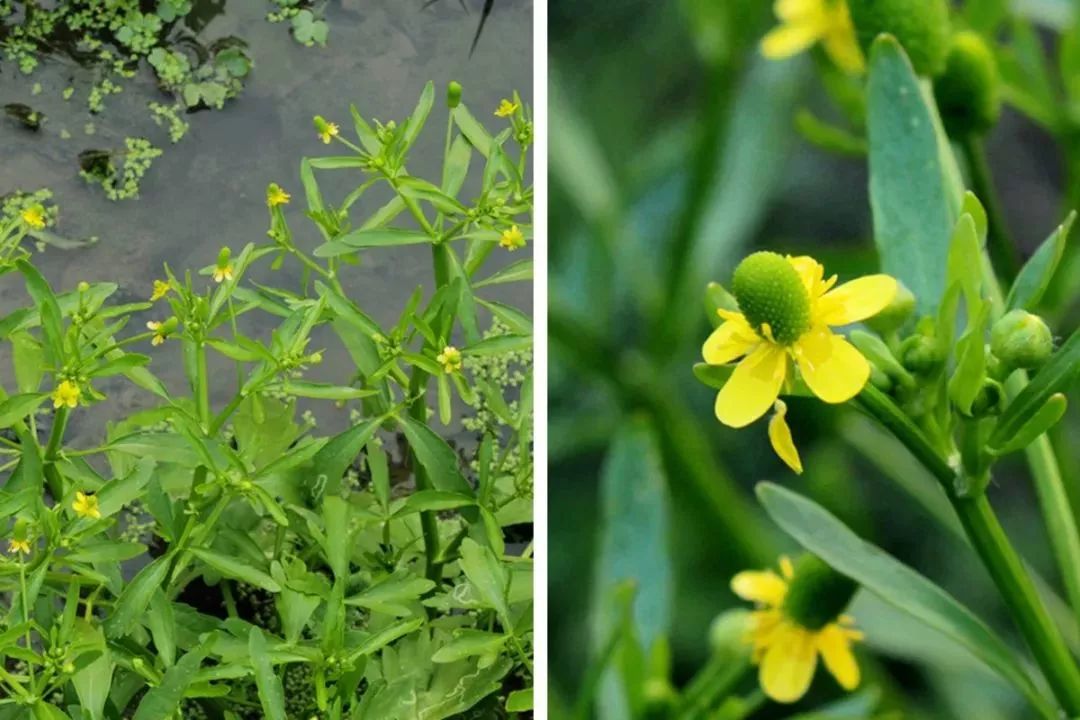 猫爪草长在哪个地方 ead69ab54fb34bae916164f1359ee1df.jpeg