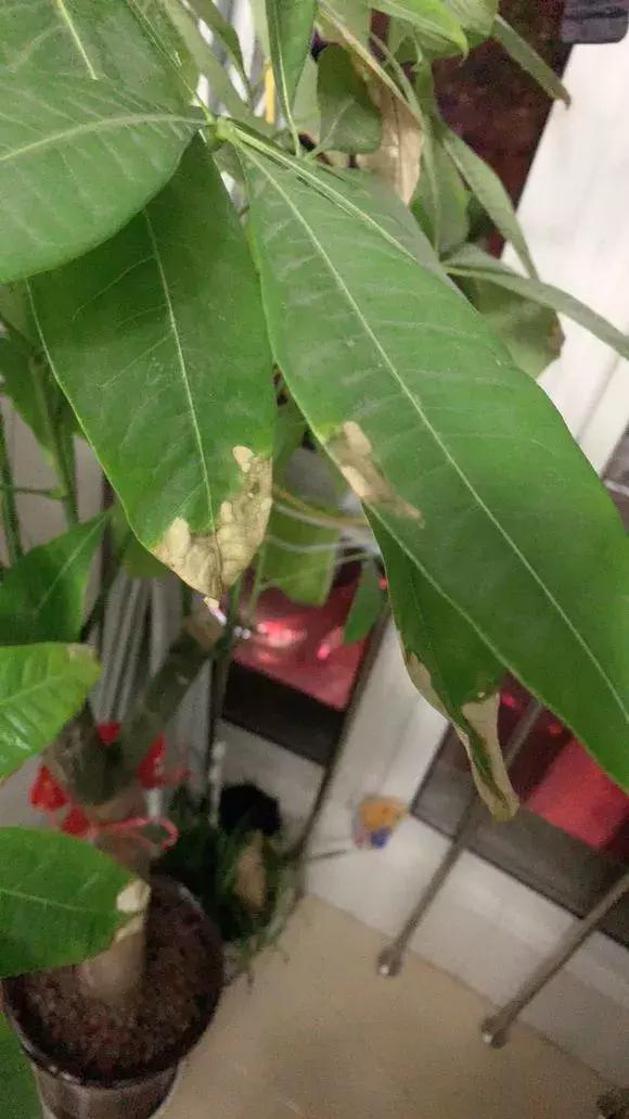 发财树春天叶子变黄了?这3点要注意!