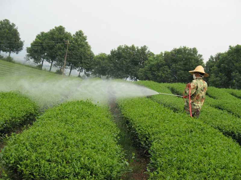 这样防治茶园病虫害,科学又环保