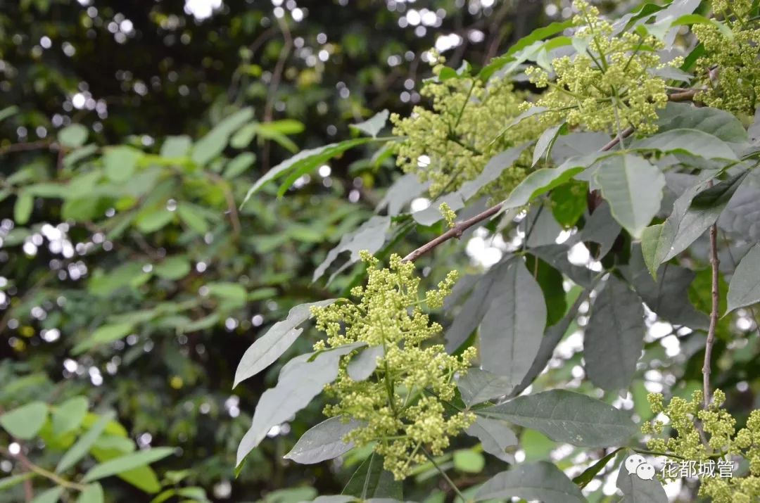 【旅游】九号线旁竟藏了一座绝美森林大氧吧
