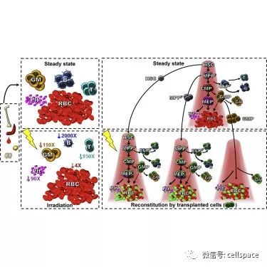 stem cell rep:研究揭示红细胞和白细胞的来源