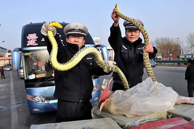 原创在农村看到一条王锦蛇在吃五步蛇,为何王锦蛇无毒却能制服五步蛇?