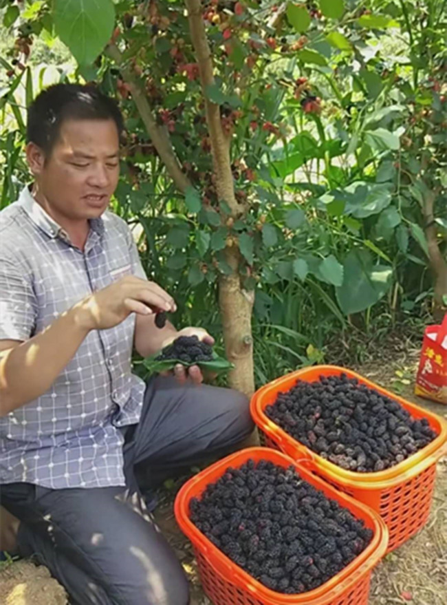 农民种植“毛毛虫”以前是为养殖,现今是为供应城里朋友亩入万元 澳门赌博平台