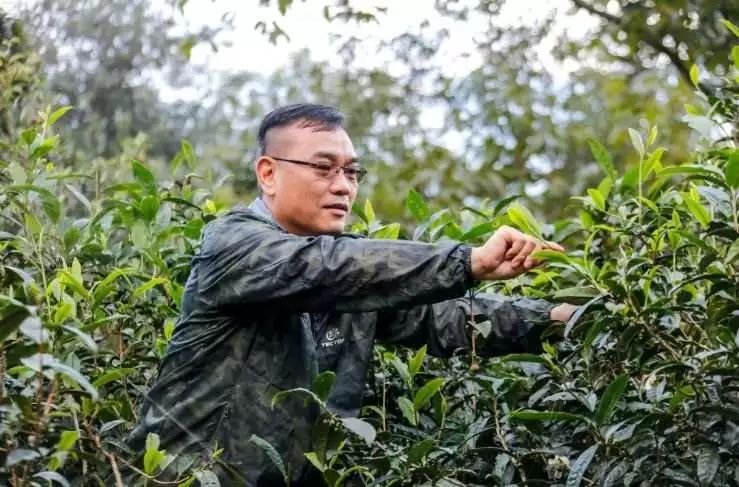 制茶人邓国心怀朴素芳香自来