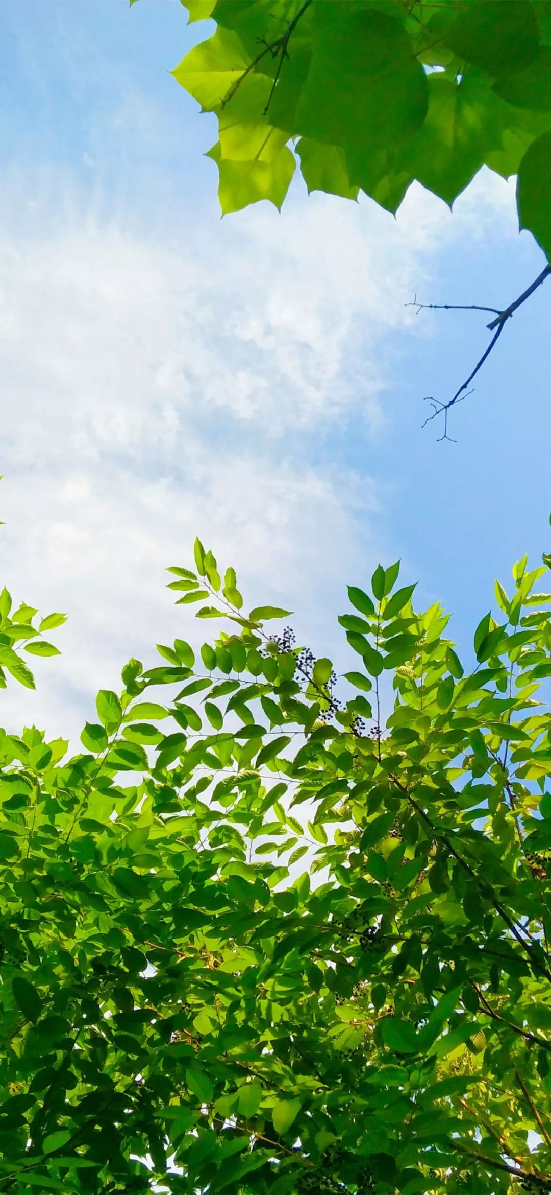 全面屏壁纸 | iPhonexs max壁纸