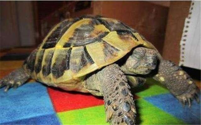 乌龟怎么过冬的 46e7a8732b8541e3af2d832cbac2d623.jpeg