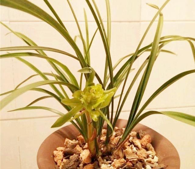                     曾经入手的“兰花”，长得肥，花开多，为何现在越养，长势越差？