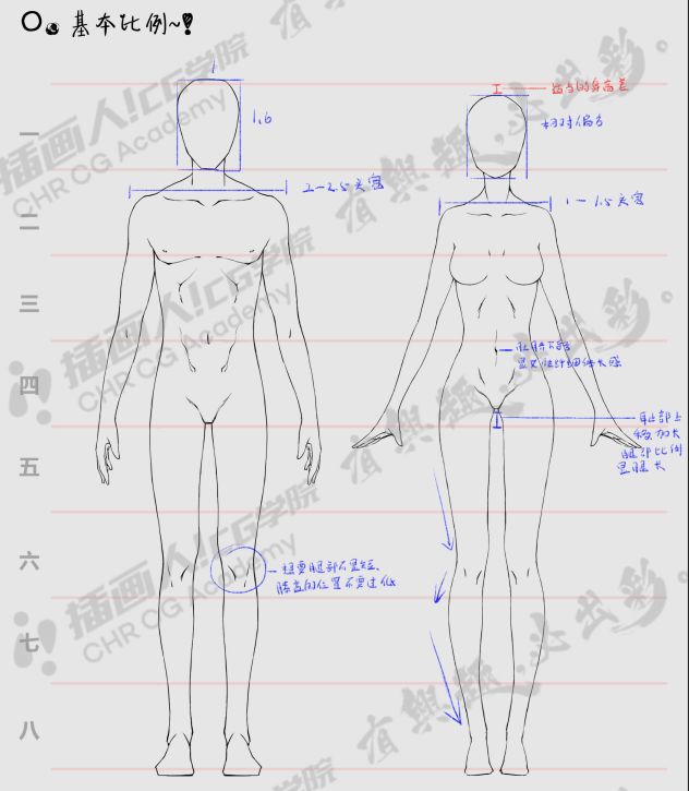 在练人体之前首先要确定人体基本的头身比例,绘制基本比例首先要绘制