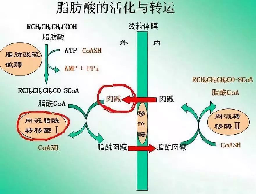 怎么样加快身体的新陈代谢 7254f049ae8e4fcbadf3bea11ee45c8d.jpeg