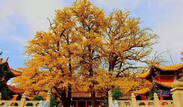 鲁山文殊寺银杏树