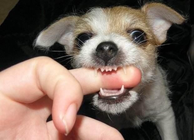 狗狗在患有狂犬病的时候,会因为控制不住自己,出现咬人伤人的情况.
