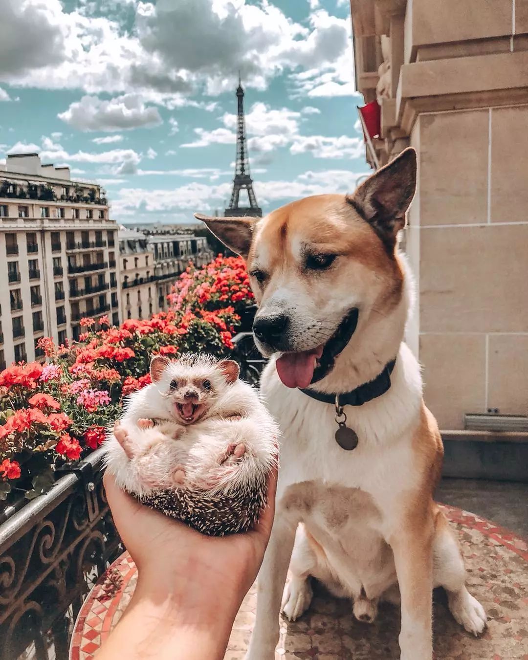 90后美女带刺猬环游世界,130w粉丝等她更新,然