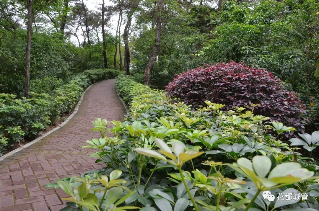 【旅游】九号线旁竟藏了一座绝美森林大氧吧